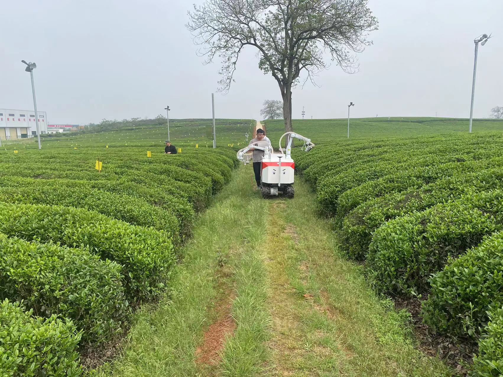 名優茶采摘機器人江西基地 (11)